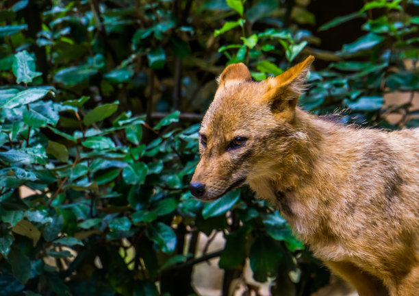 jackal