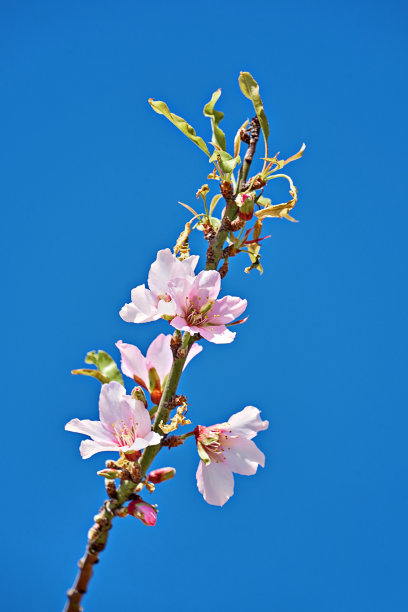 蓝色和白色抽象花瓣