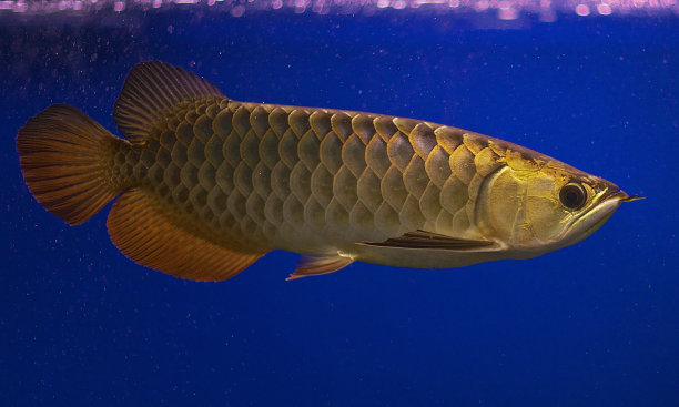arowana