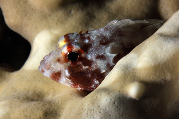 pterois