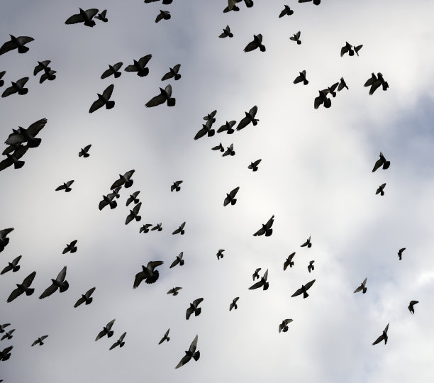 飞行在天空中的乌鸦