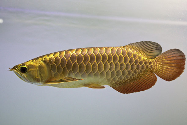 arowana