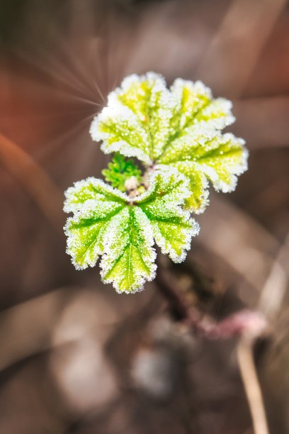 秋分霜降小雪冬大寒