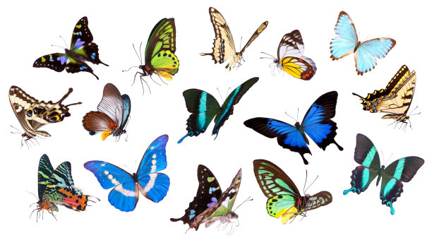 swallowtail