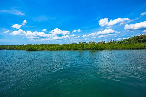 红树林海滩全景图