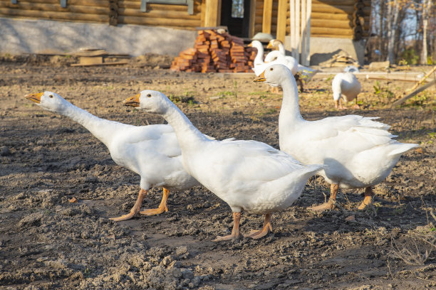 goose