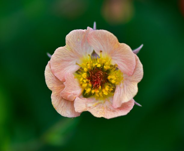 抽象炫彩花朵