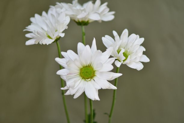 白色花朵图案