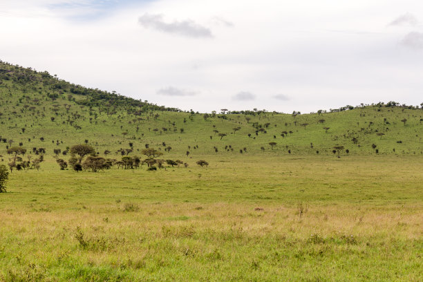 savanna