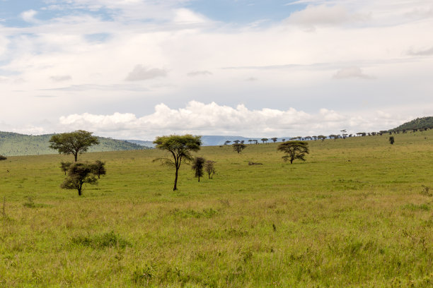 savanna