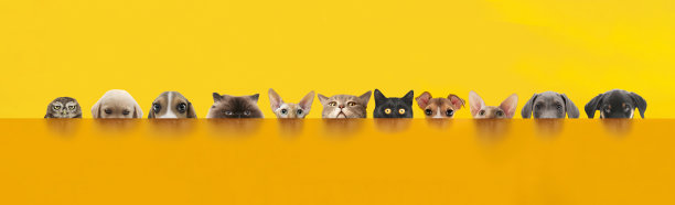 宠物猫宠物狗宠物店