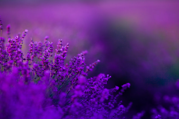 薰衣草 花海 花田