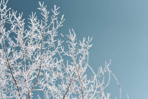 雪覆盖着的森林