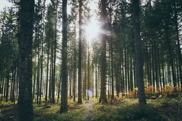 woods
