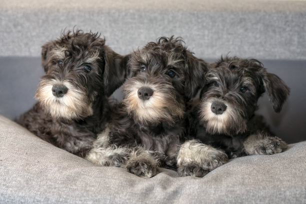 schnauzer