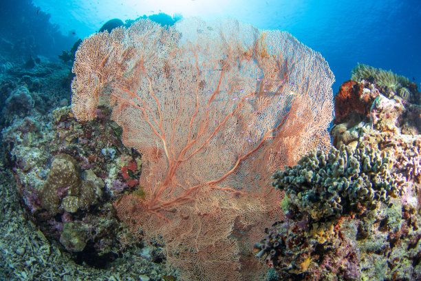 海底潜水海底素材