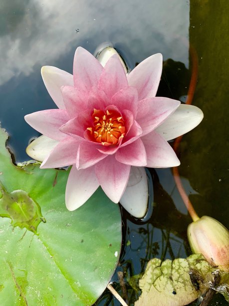 花朵荷塘