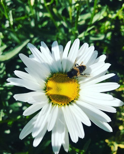 蜜蜂开心