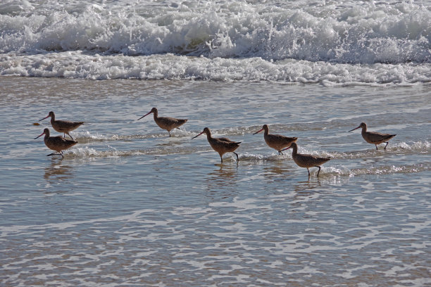 limosa