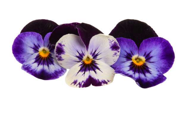 pansy