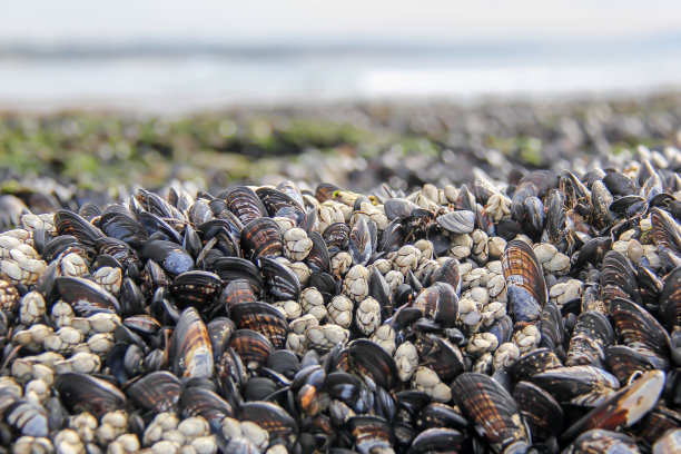 mussels