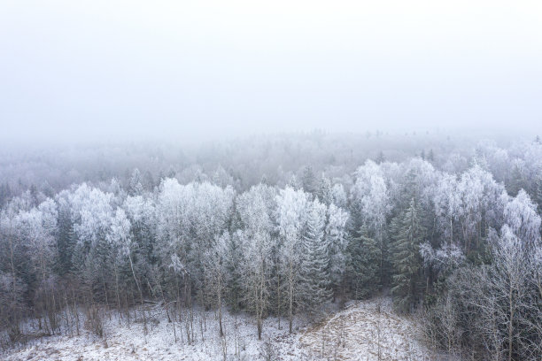 雪覆盖着的森林