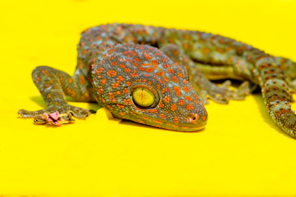 phelsuma