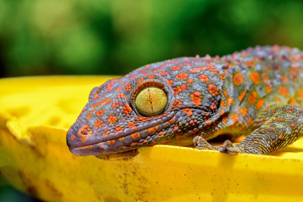 phelsuma
