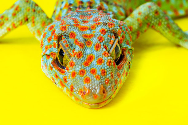 phelsuma