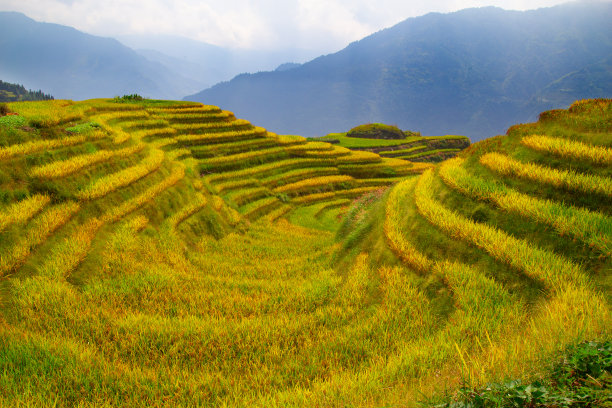 梯田秋景