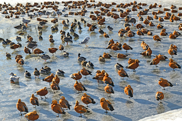 冬季的冰面上的鹅