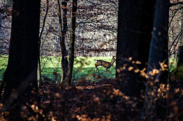 秋天树下的鹿