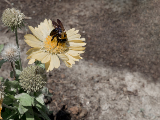 花丛中忙碌的蜜蜂