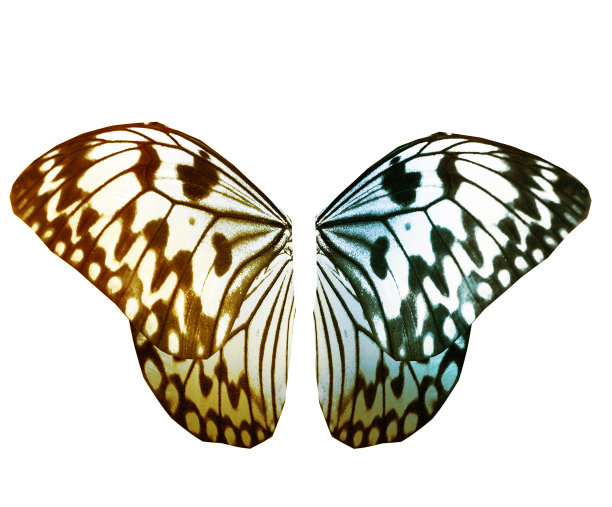 morpho