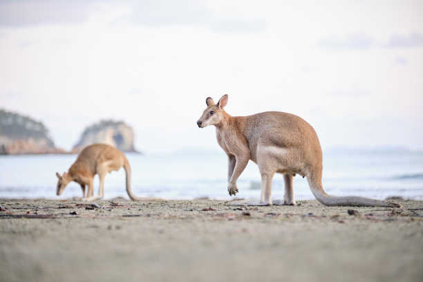 澳大利亚哺乳动物