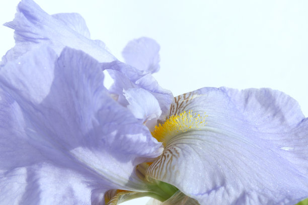 蓝鸢尾花