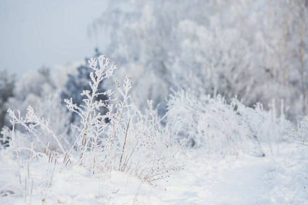 寒露霜降立冬小雪