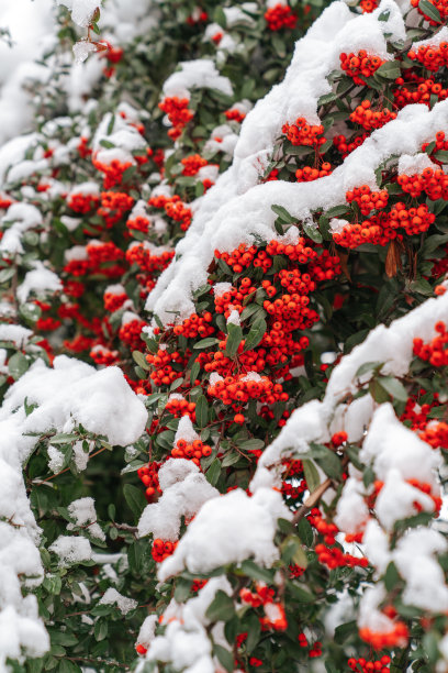 冬天红色叶子上白色的积雪