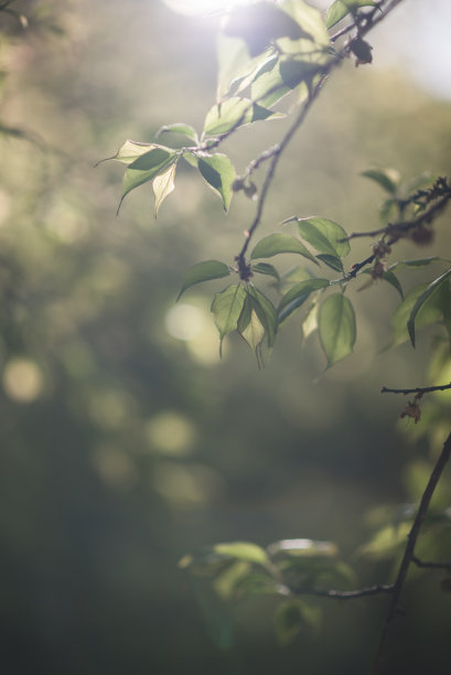 高清水蜜桃