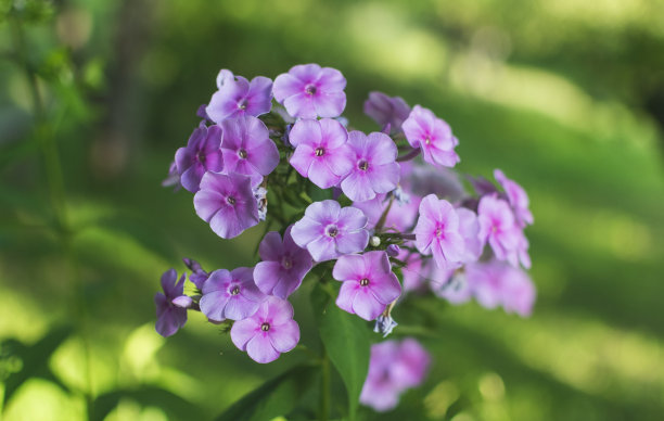 蓝色和白色抽象花瓣