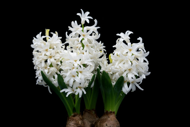 hyacinth