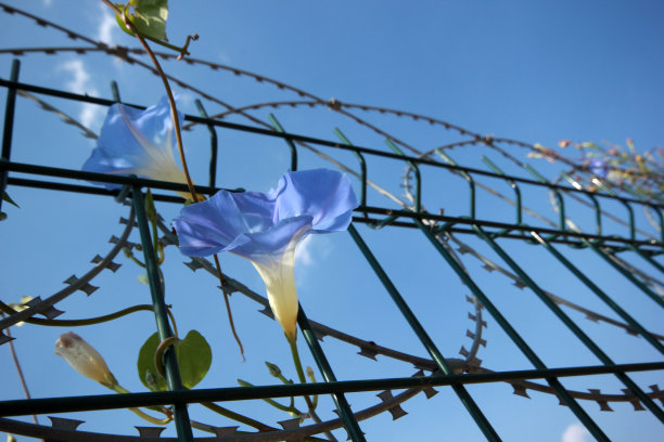 丝网花