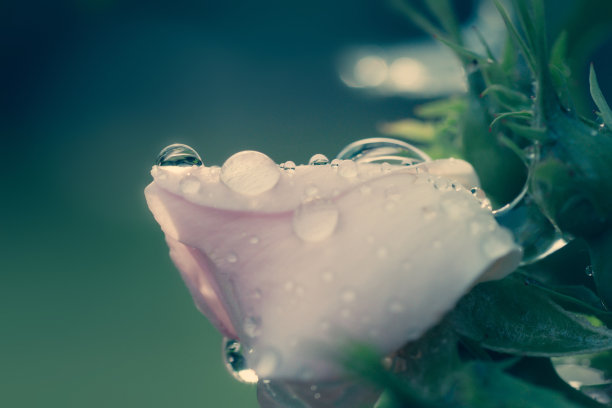 水中小草