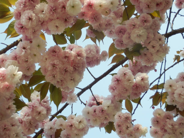 仰拍鲜花树枝