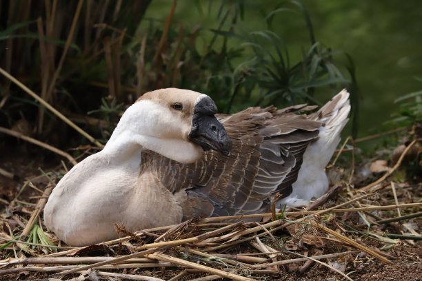 goose