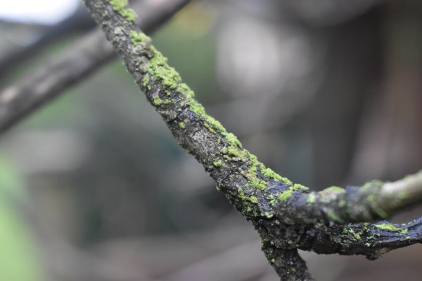 青苔纹理素材背景素材