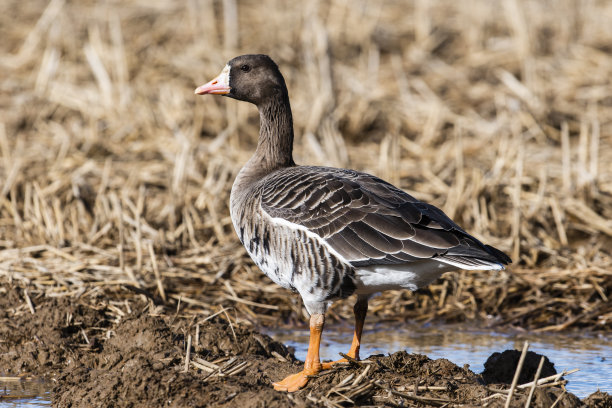 branta