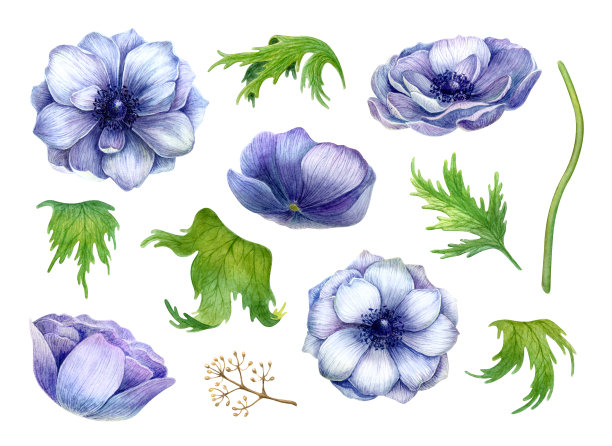 anemone
