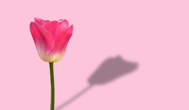 花卉粉红春季时尚花纹