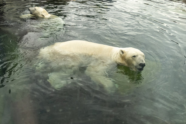 北极熊游泳